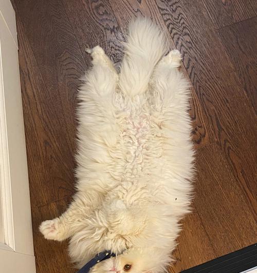 猫咪露肚皮怎么处理（探讨猫咪露肚皮的原因）