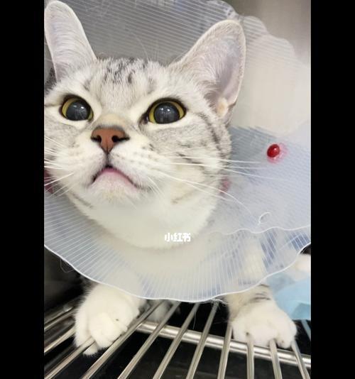 猫咪打麻药9个小时不醒，主人慌了神（以猫咪麻药不退为例）