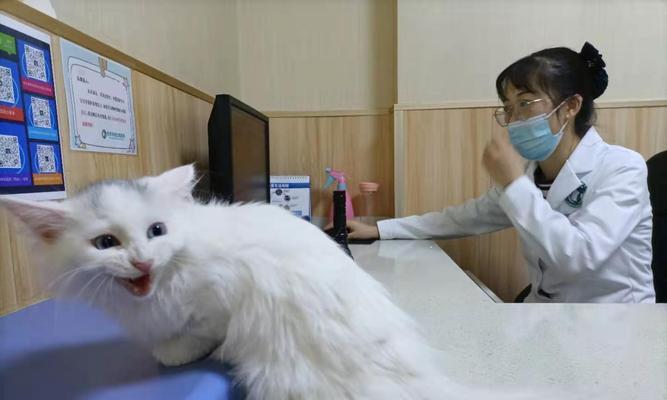 猫咪打麻药9个小时不醒，主人慌了神（以猫咪麻药不退为例）