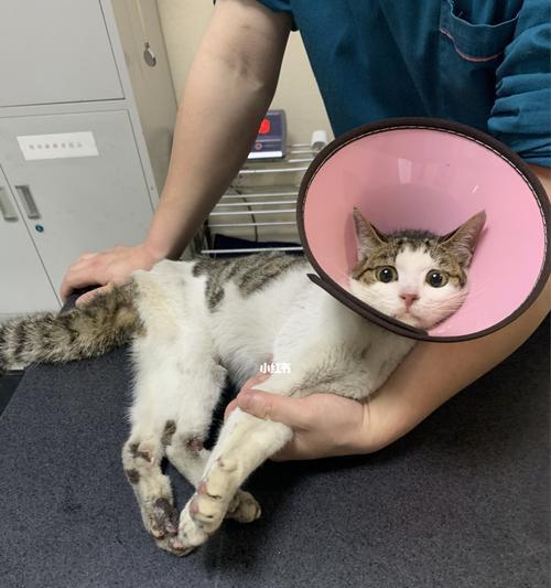 猫咪后恢复时间究竟有多长（探究猫咪后恢复时间的各种因素与方法）