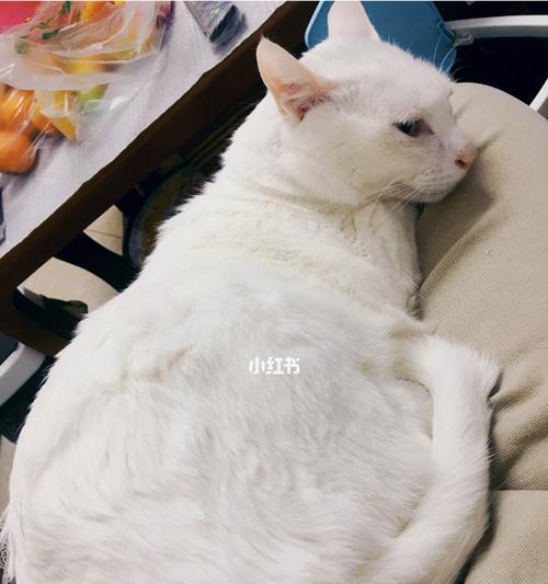 猫咪后恢复时间究竟有多长（探究猫咪后恢复时间的各种因素与方法）