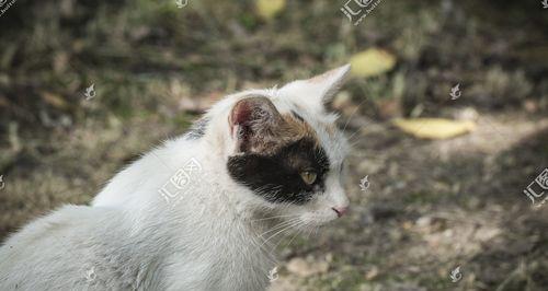 宠物猫咪马尾症状及治疗方法（以猫咪马尾症状为主）