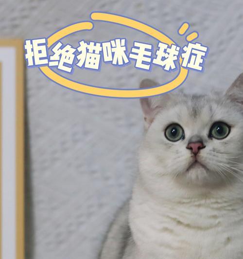 猫咪毛球与肝功不良的关系（了解如何预防猫咪毛球对猫咪肝脏的损害）