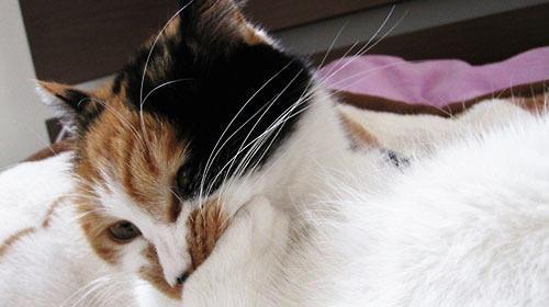 猫咪毛球症的治疗及预防（宠物主人必知的关键信息）