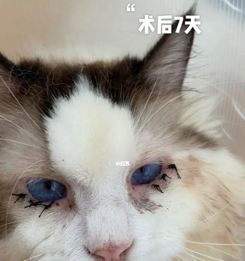 以猫咪霉菌净人能用吗（宠物护理中的霉菌处理）