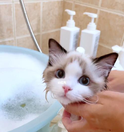 猫咪没奶水（宠物饲主必看）