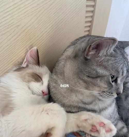为什么我的宠物猫咪没有精神（探寻猫咪精神不振的原因及解决方法）