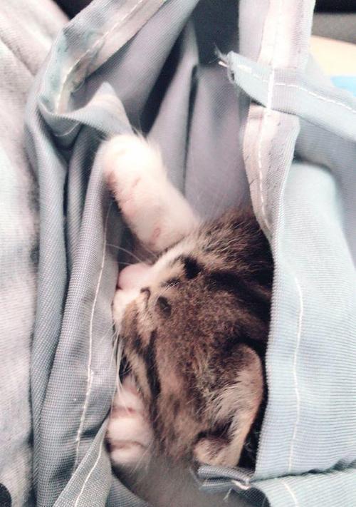 为什么我的宠物猫咪没有精神（探寻猫咪精神不振的原因及解决方法）