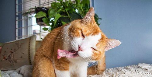 猫咪食欲不振后腿无力（寻找病因）