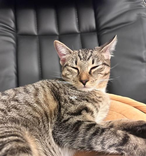 猫咪食欲不振后腿无力（寻找病因）