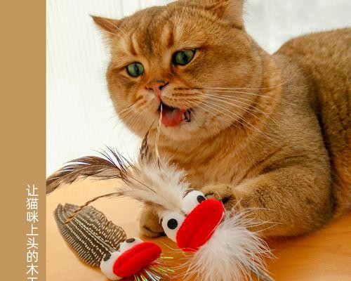 如何让宠物猫咪快乐地使用磨牙棒（让猫咪爱上磨牙棒的秘诀）
