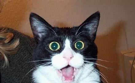 猫咪为什么会目瞪口呆（揭秘猫咪意外萌态背后的原因）