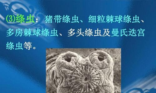 猫咪寄生虫感染大脑危害揭秘（猫咪主要寄生虫种类）