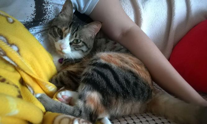 猫咪寄生虫感染大脑危害揭秘（猫咪主要寄生虫种类）