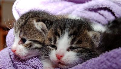 猫咪寄生虫感染大脑危害揭秘（猫咪主要寄生虫种类）