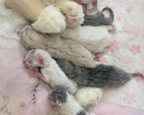 如何应对宠物猫咪难产（怎样帮助你的猫咪度过难产）