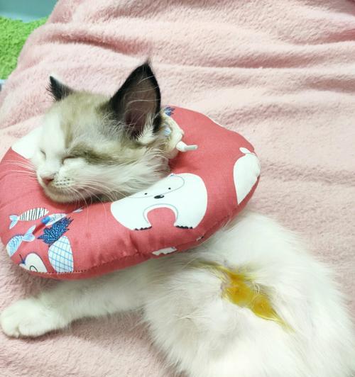 如何帮助宠物猫咪顺畅上厕所（解读猫咪因素影响排便的原因）