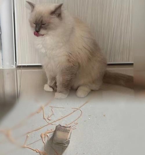 如何帮助宠物猫咪顺畅上厕所（解读猫咪因素影响排便的原因）