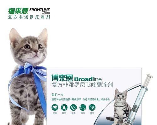 猫咪内驱注意事项大揭秘（从喂养到日常细节）