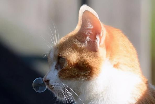 猫咪内伤自愈的秘诀（以宠物为主）