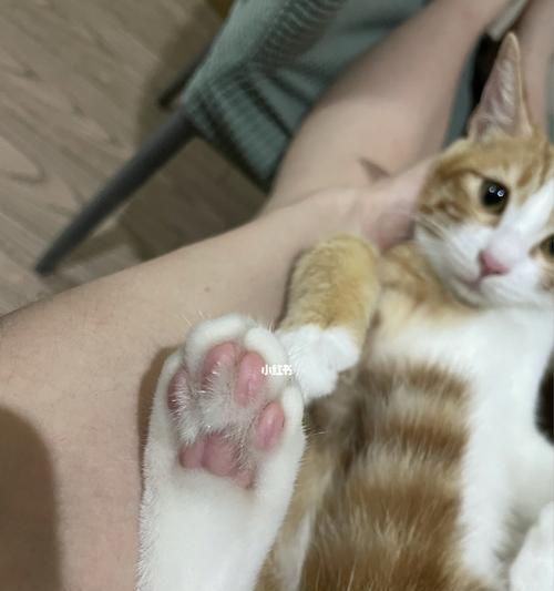 猫咪的饮食选择（饲主必读）