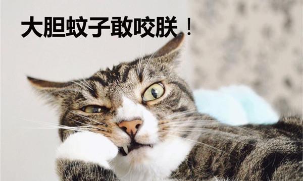 猫咪能否闻点火蚊香（猫咪是否适合闻点火蚊香）