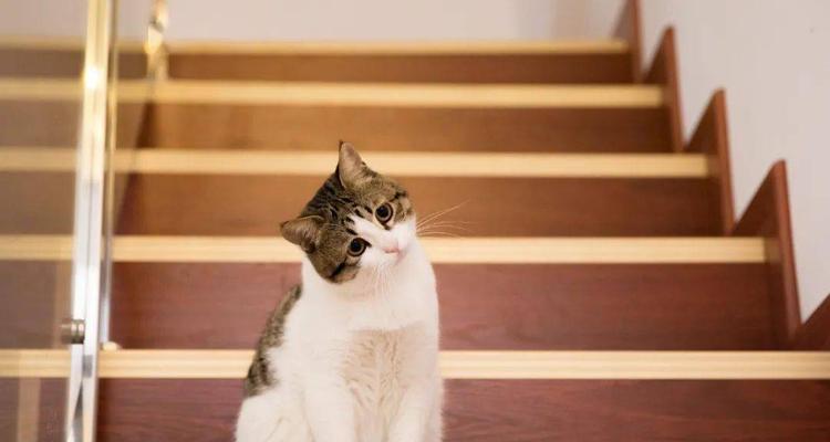 猫咪能否闻点火蚊香（猫咪是否适合闻点火蚊香）