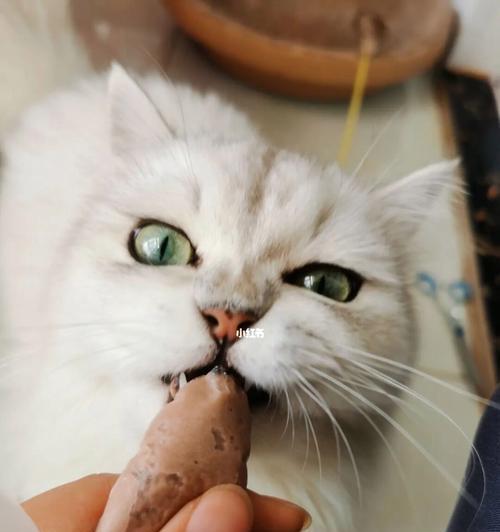 宠物猫能否吃米饭（探究猫咪的饮食偏好及如何合理添加米饭）