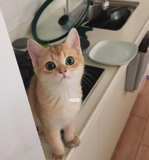 宠物猫能否吃米饭（探究猫咪的饮食偏好及如何合理添加米饭）