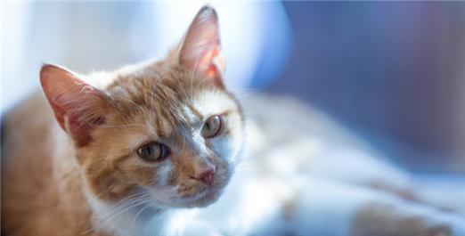 猫咪能否吃骨化三醇（宠物医生告诉您真相）