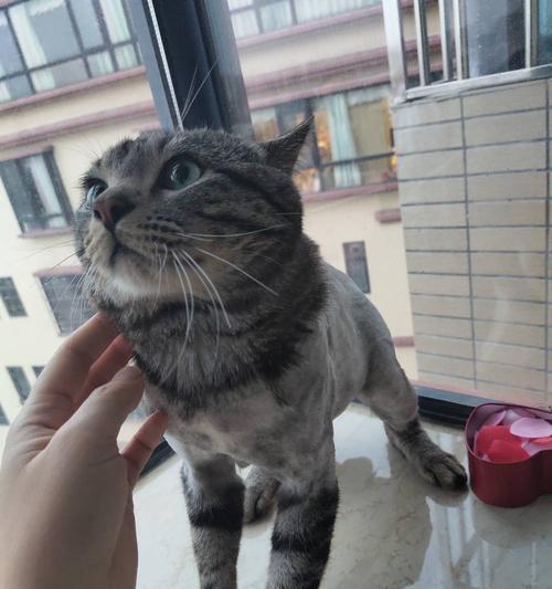 猫咪能否吃鸡骨头（科学解析猫咪能否吃鸡骨头的真相）