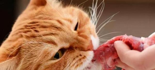 猫咪的食物范围和反应（宠物猫咪能否吃人吃的食物）
