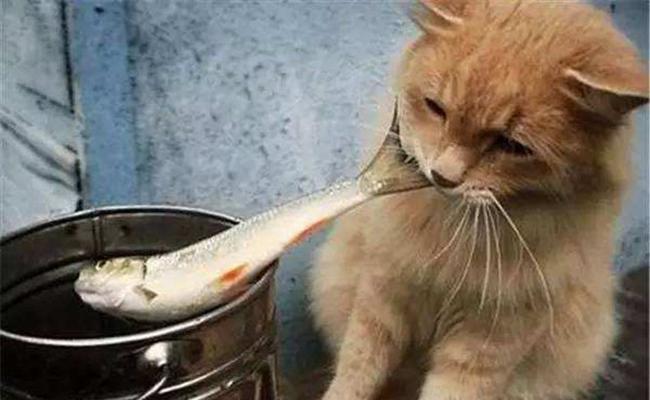 猫咪的食物范围和反应（宠物猫咪能否吃人吃的食物）