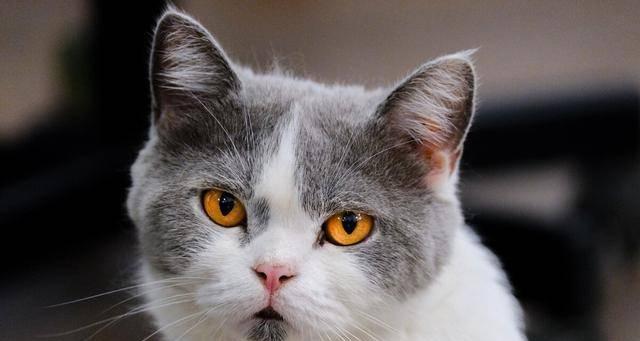 猫咪与维生素B（探寻猫咪对于人类维生素B摄入的可能性）