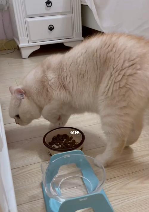猫咪饮水问题剖析（以宠物为主）