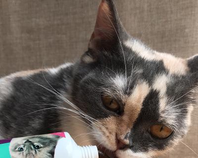 猫咪饮水问题剖析（以宠物为主）