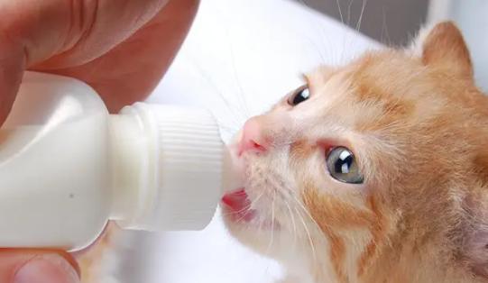 猫咪饮水问题剖析（以宠物为主）