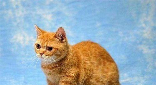 猫咪能否喝脱脂奶粉（宠物饮食不能马虎）