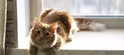 猫咪的记忆力有多强（探究猫咪记住主人的时间和方法）