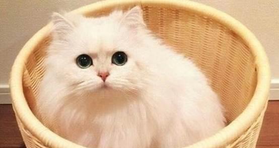 猫咪的记忆力有多强（探究猫咪记住主人的时间和方法）