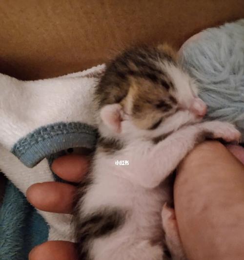 猫咪的视力究竟有多好（探寻猫咪的神奇视力及其能否看见脏东西）