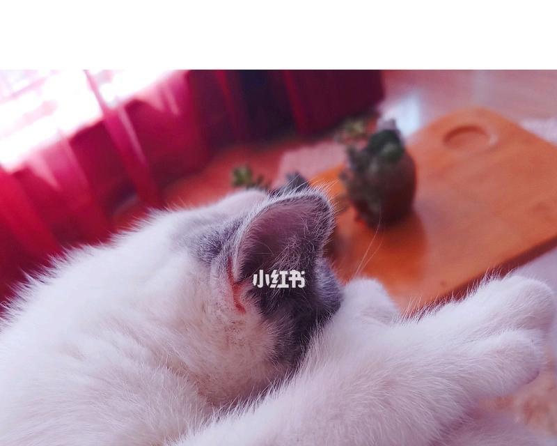 猫咪的视力究竟有多好（探寻猫咪的神奇视力及其能否看见脏东西）