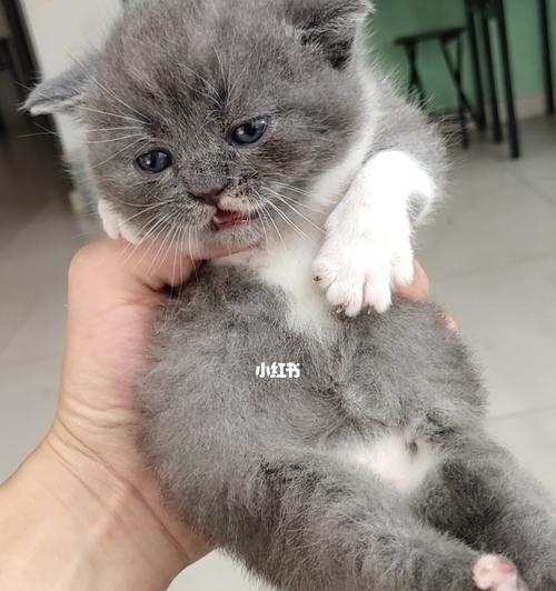 猫咪能否在家独自生活（一份完整的指南教你如何让你的宠物猫咪独自生活）