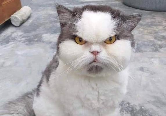 探究猫咪对主人的兴趣（从宠物角度看待人与动物间的情感交流）