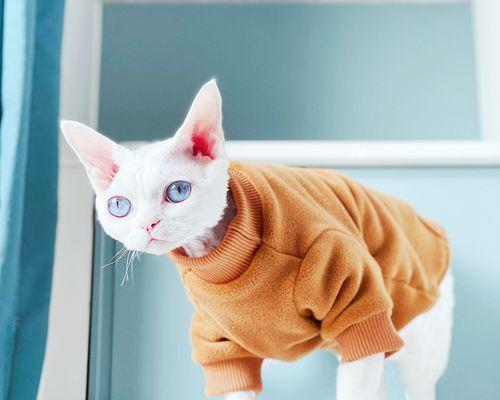 如何以猫咪年龄计算方法判断宠物年龄（正确识别猫咪年龄）
