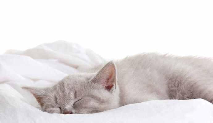 紧急救治猫咪尿不出来（猫咪尿潴留应急处理方法及常见原因分析）