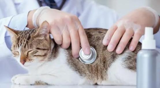 紧急救治猫咪尿不出来（猫咪尿潴留应急处理方法及常见原因分析）