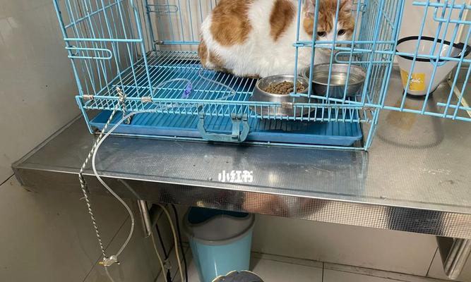 紧急救治猫咪尿不出来（猫咪尿潴留应急处理方法及常见原因分析）