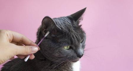 猫咪尿出粉红色，引起注意（如何解决猫咪的健康问题）