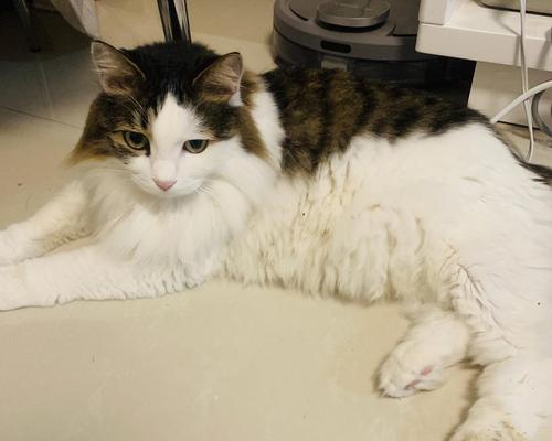 解决猫咪尿结石的方法与注意事项（以宠物为主）
